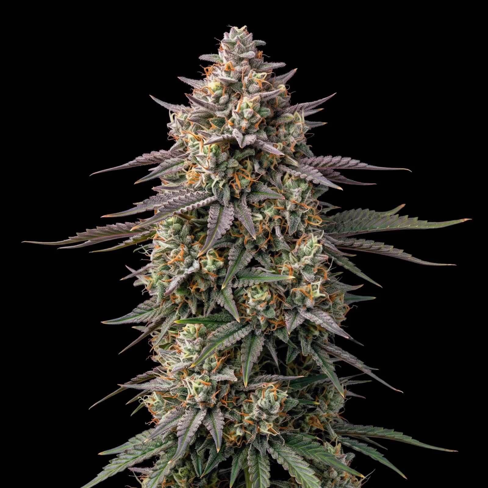 Big Bud Autoflower